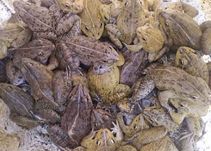 RPF-rescues-450-live-frogs