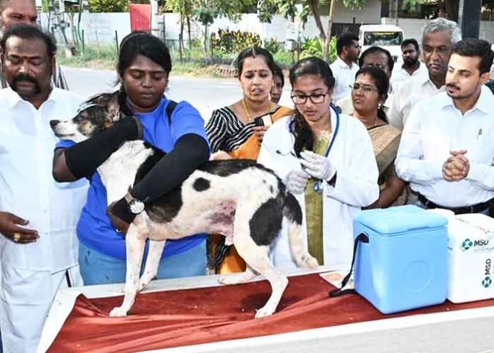 Rabies vaccination drive for stray dogs
