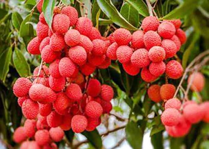Litchis Lychee