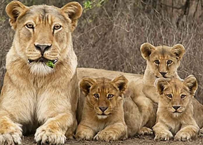Barda wildlife lions