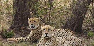 Cheetah-Jwala