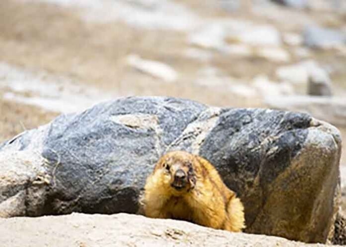 Mongolia bubonic plague marmots