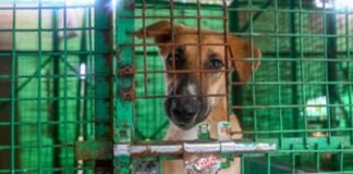Stray Dog