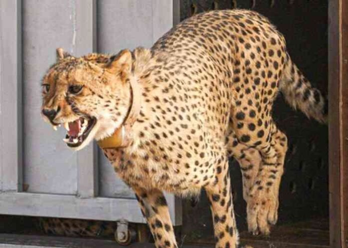 Female Cheetah Dheera