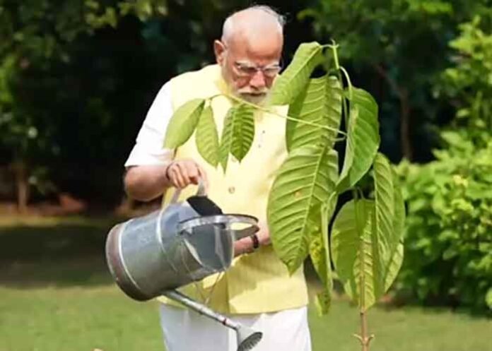 PM Modi plants Kadamb sapling