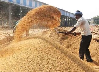 Paddy Arrival Nears 150 LMT; Crosses 144 LMT Mark, Over 140 LMT Procured Punjab paddy procurement 1