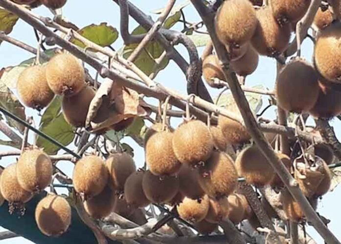 Arunachal Pradesh boosts kiwi