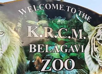 K’taka blackbuck death toll rises to 29; initial probe points to bacterial infection Blackbucks at Kittur Rani Chennamma Mini Zoo KRCM Zoo