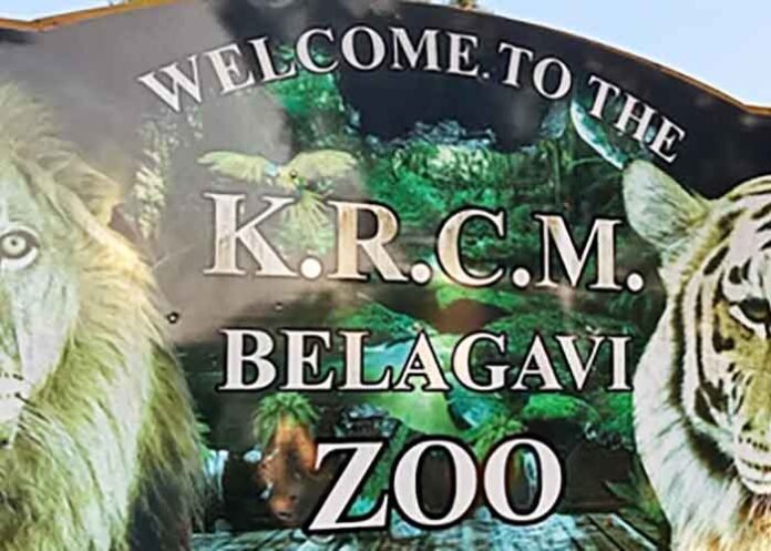 Blackbucks at Kittur Rani Chennamma Mini Zoo KRCM Zoo