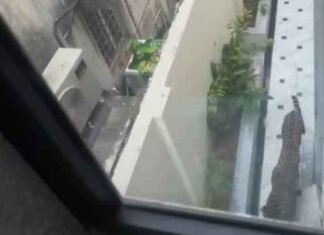 Leopard spotted again in Jaipur; locals in fear as forest officials continue search