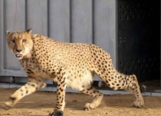 African female Cheetah