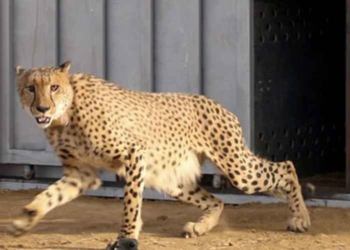 African female Cheetah
