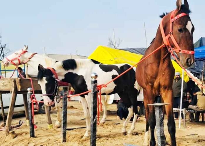 Punjab hosts Ghora Mandi in Sri Muktsar Sahib this Maghi Mela