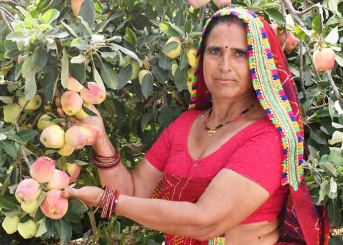 Santosh Devi Khedar grew apple