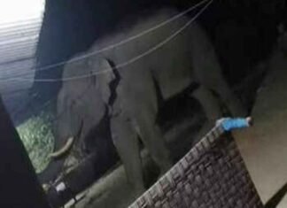 Rampaging elephant wreaks havoc in Jharkhand’s Chaibasa, kills five in three days