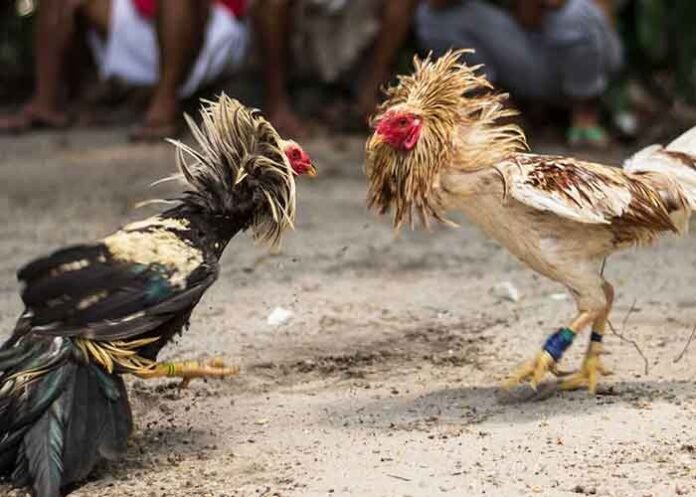cockfighting