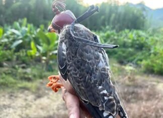 Amur falcons tagged in Manipur reach Africa; three birds tracked in Somalia, Zimbabwe & Botswana Amur falcons
