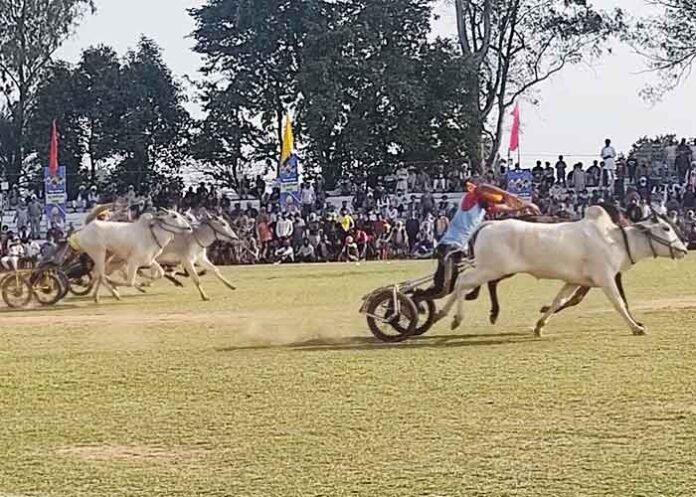 Bullcart race