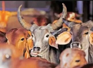 National animal status to cow: Former Babri Masjid litigant, Hindu seers welcome Jamiat chief’s suggestion Cows