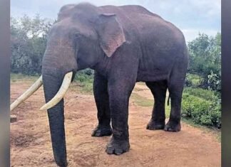 TN Mudumalai’s gentle giant ‘Rivaldo’ dies at 50; forest officials mourn loss of beloved tusker Elephant