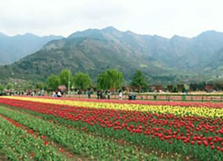J&K Jammu & Kashmir Tulip Garden Srinagar