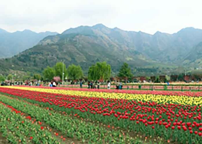 J&K Jammu & Kashmir Tulip Garden Srinagar