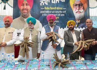 Punjab MLAs promote cassava farming