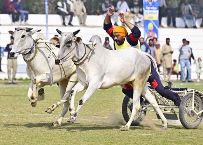 iconic bullock cart race