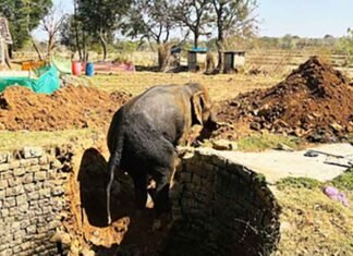 Elephant falls into well in Jharkhand Khunti town
