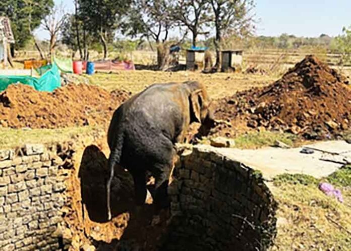 Elephant falls into well in Jharkhand Khunti town