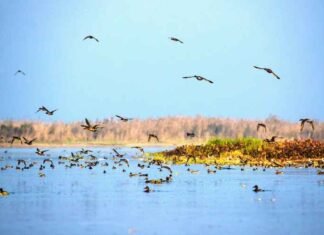 Punjab Records 304 Bird Species in Wetland Census 2026