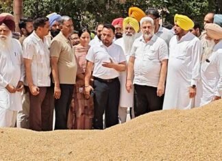 Kataruchak on wheat procurement