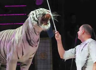 Russia tiger jumps into crowd