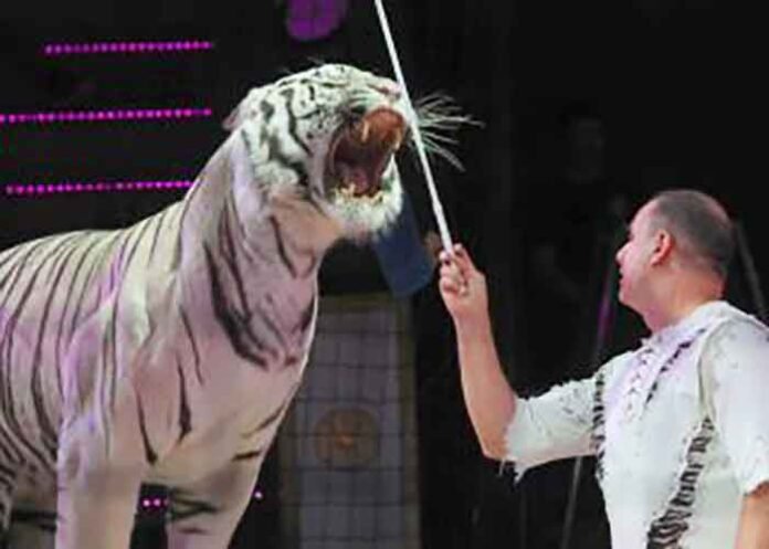 Russia tiger jumps into crowd