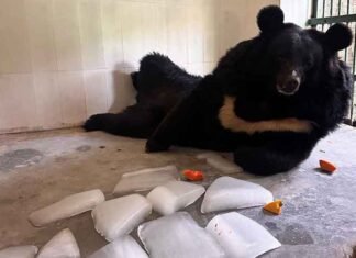 Beating the Heat – Chhatbir Zoo Rolls Out Cool Summer Menu for Animals: Kataruchak Chhatbir Zoo introduces a summer diet plan with ice cubes for animals