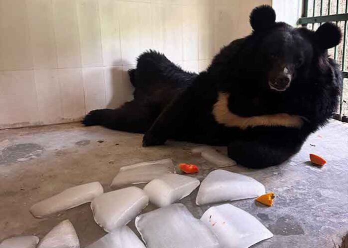 Chhatbir Zoo introduces a summer diet plan with ice cubes for animals