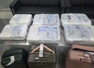 Customs seize hydroponic weed worth Rs 48 crore at IGI Airport, two Thai nationals held