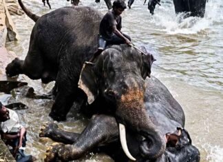 Elephant Marthanda died after a violent clash at Dubare Camp i