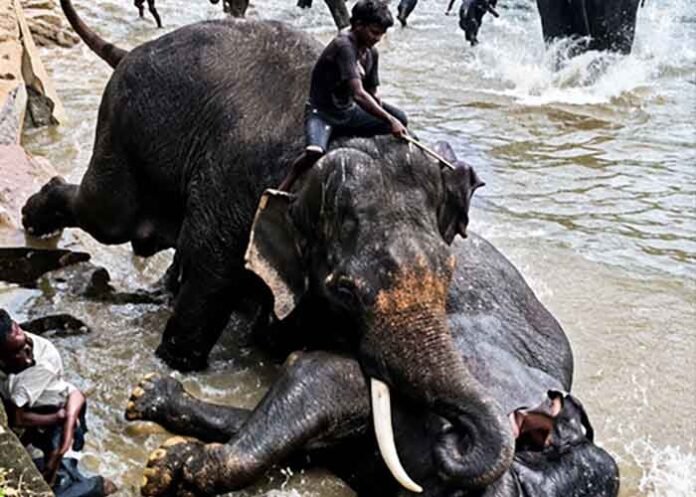 Elephant Marthanda died after a violent clash at Dubare Camp i