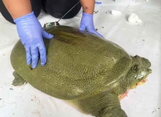 Kaziranga launches first satellite tagging of endangered Ganges Softshell Turtle