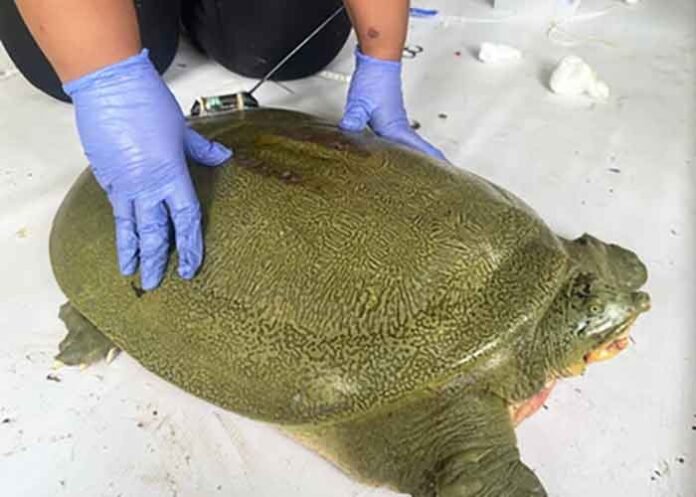 Kaziranga launches first satellite tagging of endangered Ganges Softshell Turtle