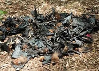 Mysterious mass deaths of bats spark concern in Chhattisgarh