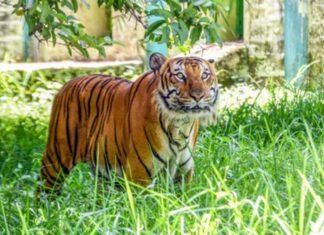 Tiger kills woman; MP CM extends financial aid to family, free medical to injured