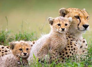 MP: Four cheetah cubs die in Kuno, probe underway cheetah cubs