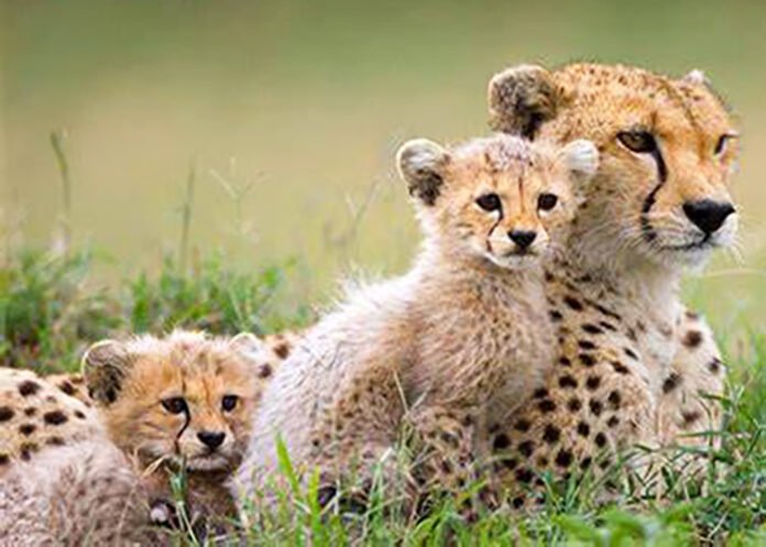 cheetah cubs