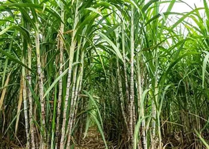sugarcane