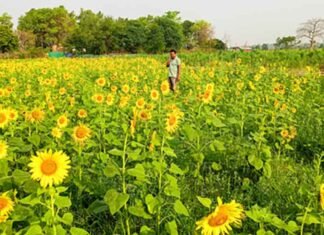 sunflowers
