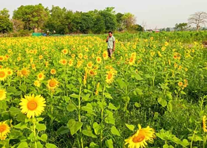 sunflowers