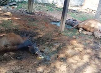 Video of cattle carcasses at Jaisalmer dumping yard goes viral; municipal council starts burial process viral video showing cattle carcasses at a Jaisalmer dumping yard