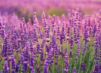 lavender